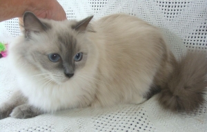 What To Know Before Buying Lynx Ragdoll Kittens In California?