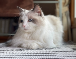 What to consider before getting a traditional ragdoll cat?